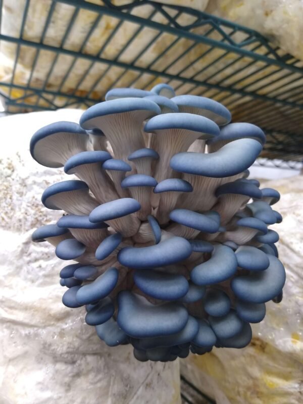 Magic mushroom Blue Oyster mushroom