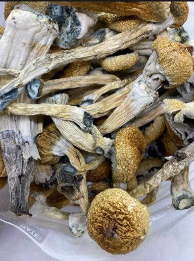 gold cap mushrooms, california gold cap mushrooms, gold cap shrooms