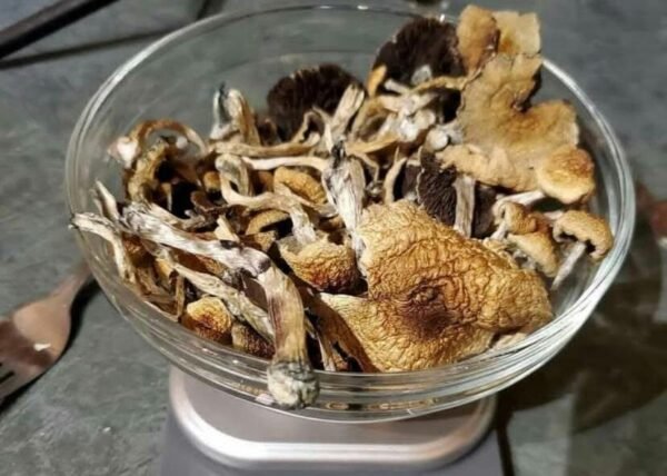 golden teacher Mushrooms grow kit