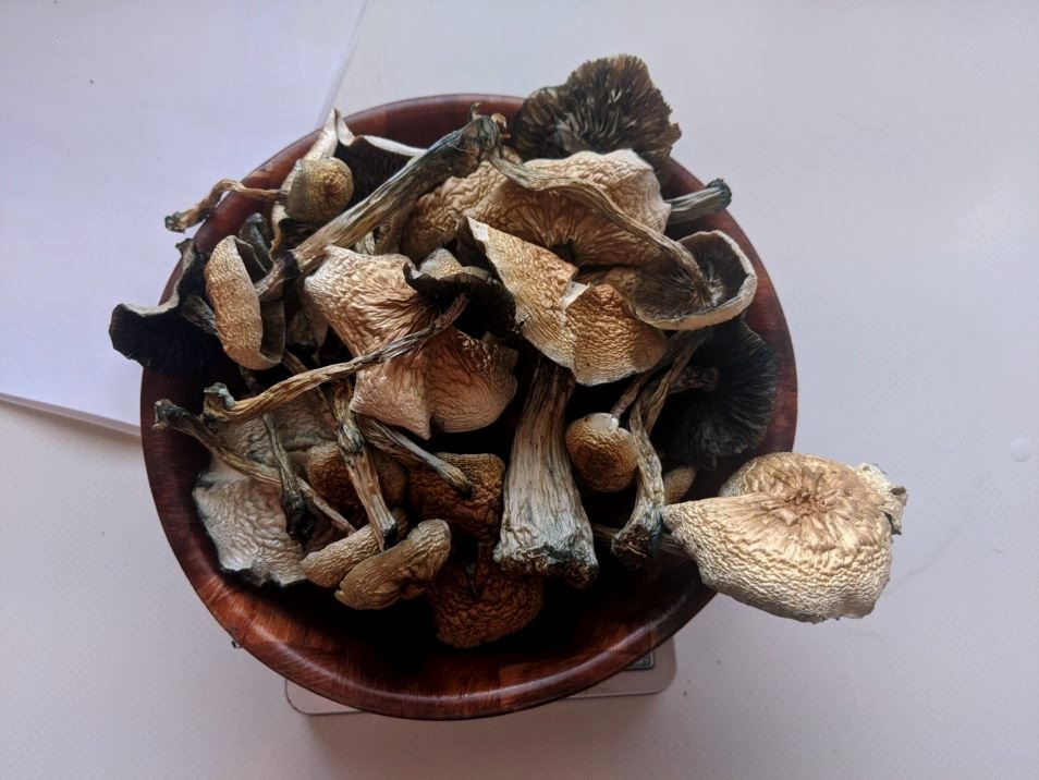 b+ mushroom strain, B+ cubensis mushroom